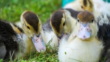 Three ducklings lying on grass.