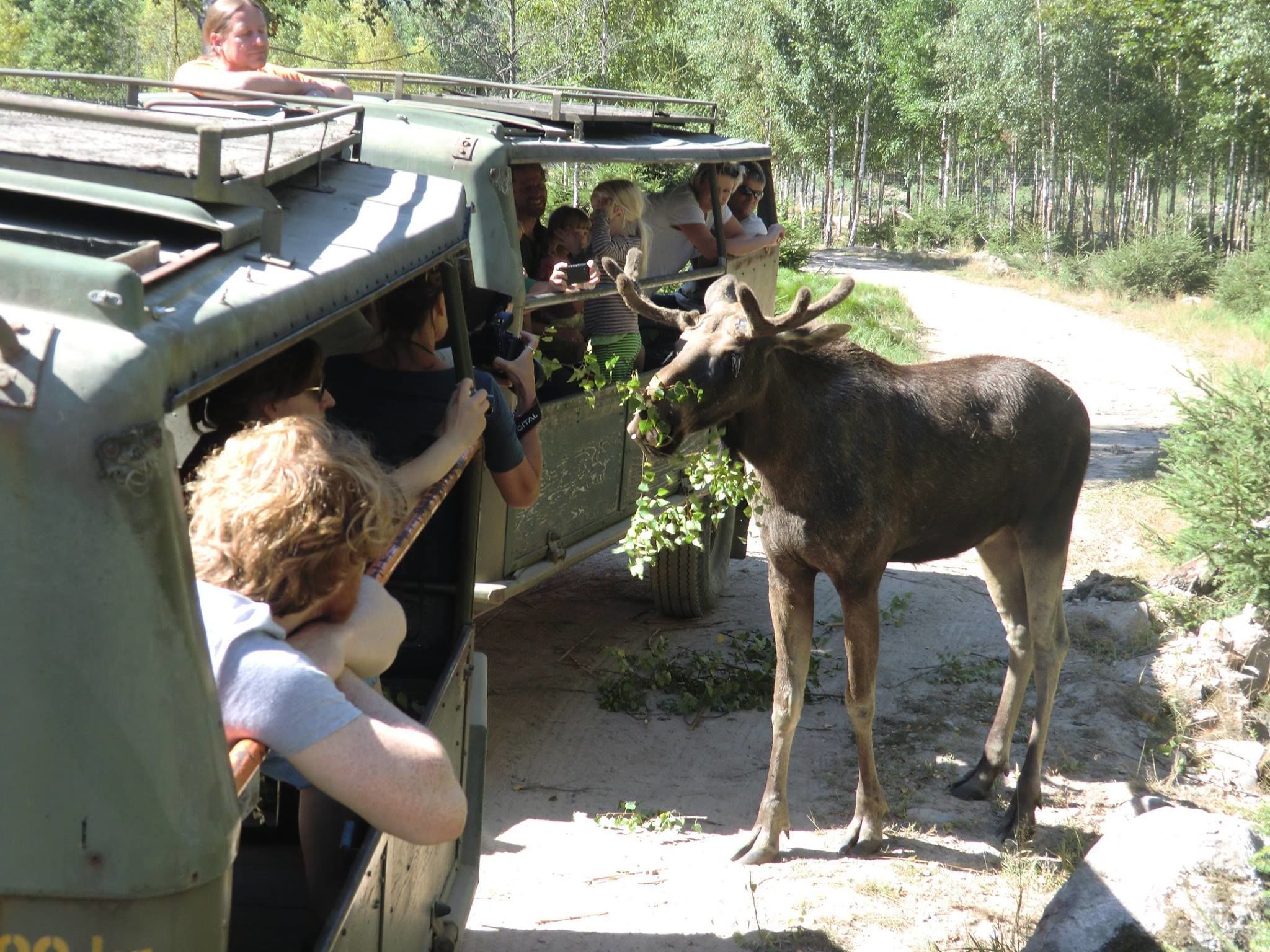 A group of people in a vehicle with a moose standing beside it.