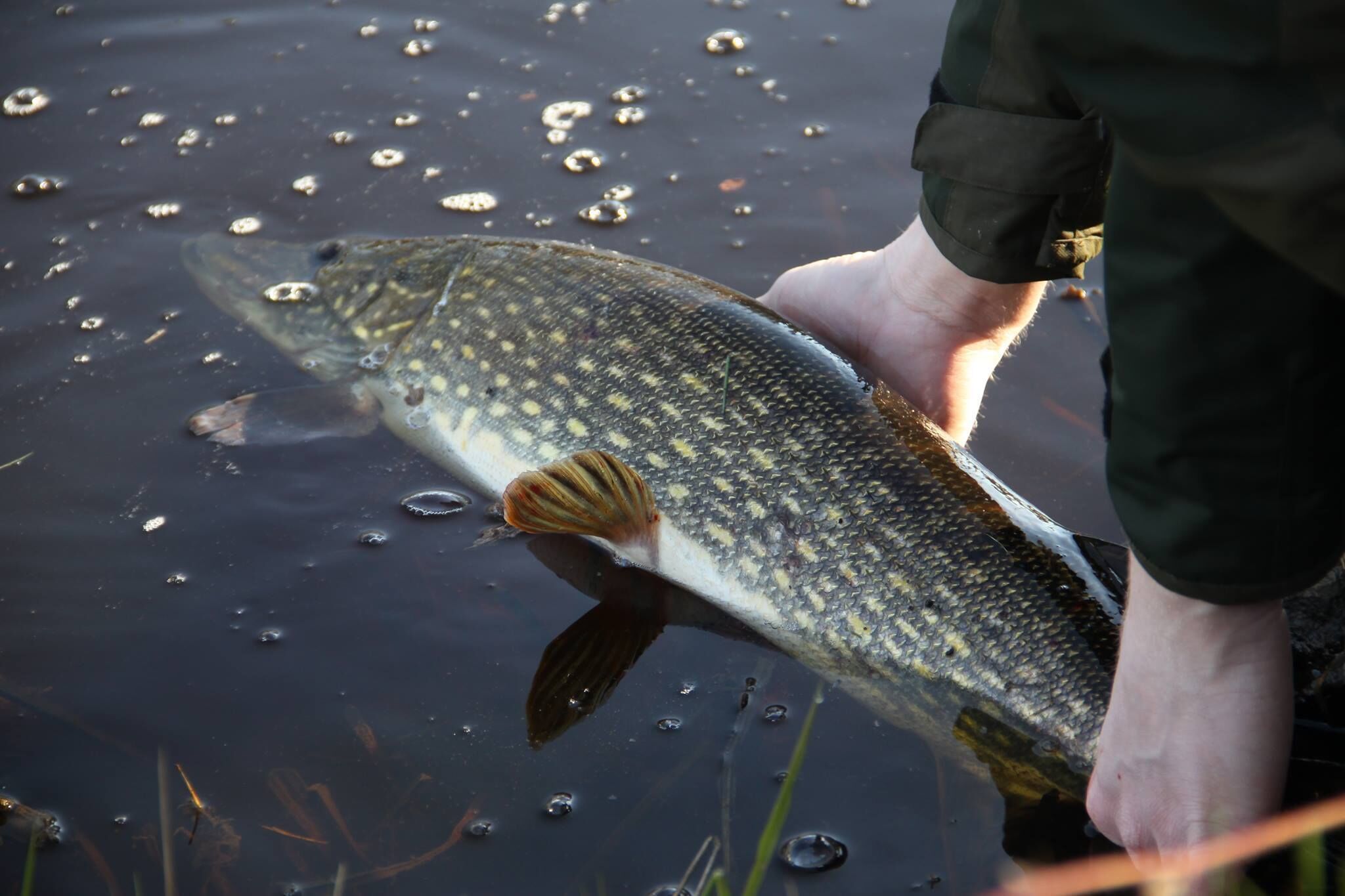 A person holding a fish in a body of water.