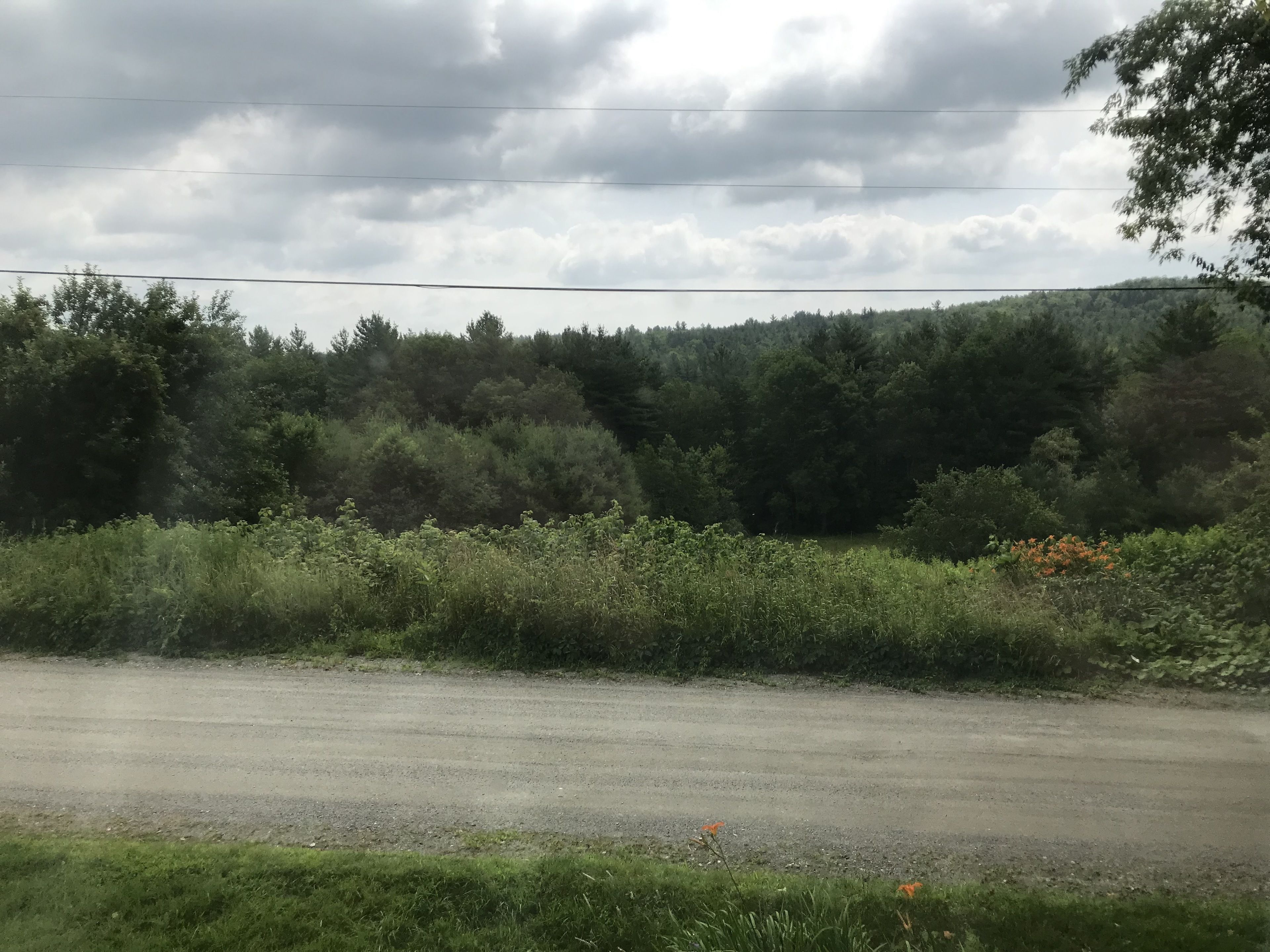 Un camino rural con un borde cubierto de hierba y un bosque denso al fondo.