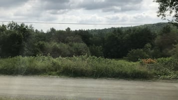 Un camino rural con un borde cubierto de hierba y un bosque denso al fondo.