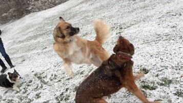 Two dogs playing in the snow.