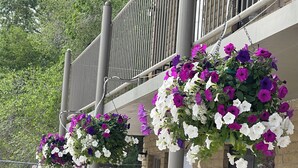 A building with a balcony railing and hanging flower baskets.
