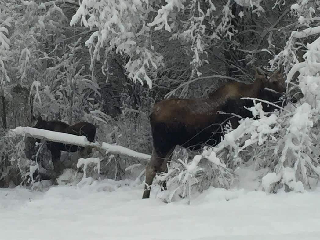 Paesaggio innevato con un cervo in primo piano e un altro sullo sfondo.