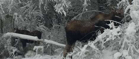 Un paysage enneigé avec un cerf au premier plan et un autre au loin.