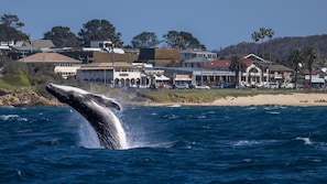 Enjoy stunning ocean views and access to the beach from this Beach Hotel.