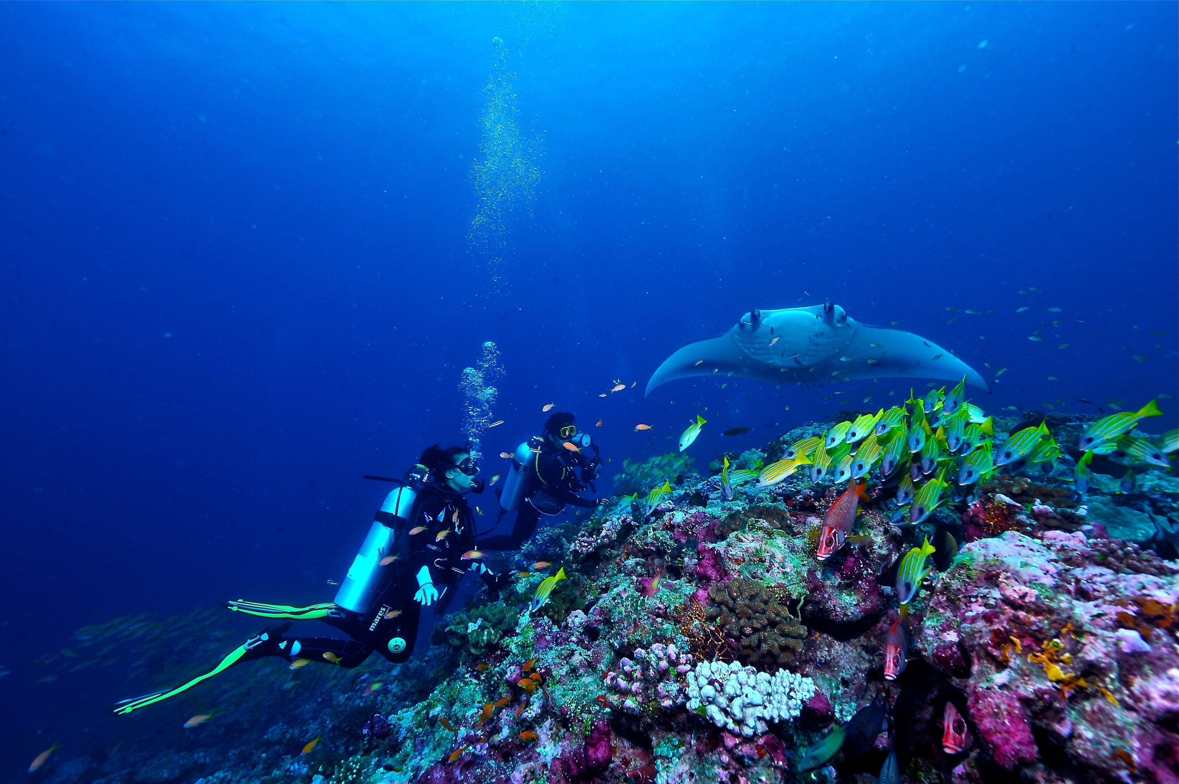 Un plongeur et un requin dans une eau d’un bleu cristallin.
