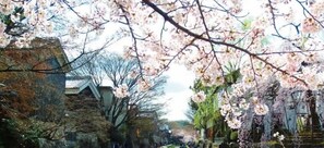 A traditional Japanese building with a sloped roof, surrounded by cherry blossom trees. - Hotel New Omi (Omihachiman)