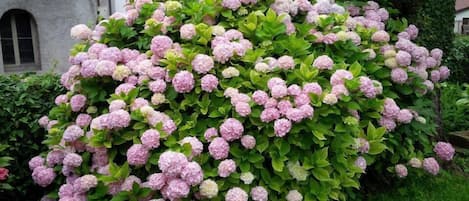 Jardin