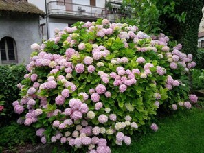 Un denso grupo de arbustos de hortensias rosas en un jardín.