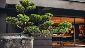 A bonsai tree in a pot with a stone base, placed in front of a building with large windows and a modern design.