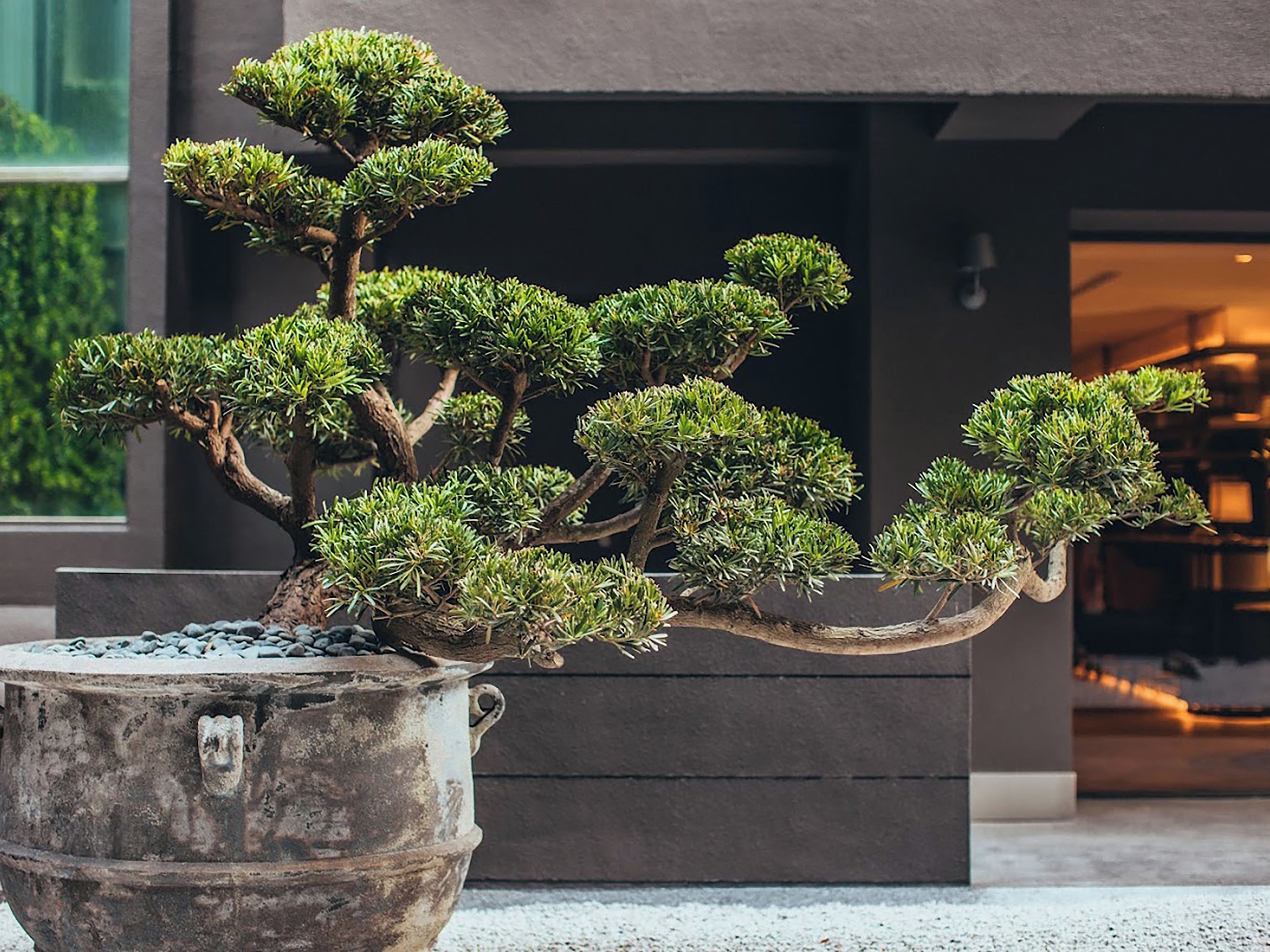 A bonsai tree in a large metal pot placed in front of a building.