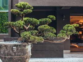 Uma árvore bonsai num vaso de metal grande colocada em frente a um edifício.