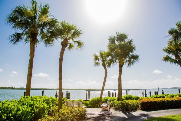 A pathway lined with palm trees and benches leading to a body of water with a bridge in the distance.