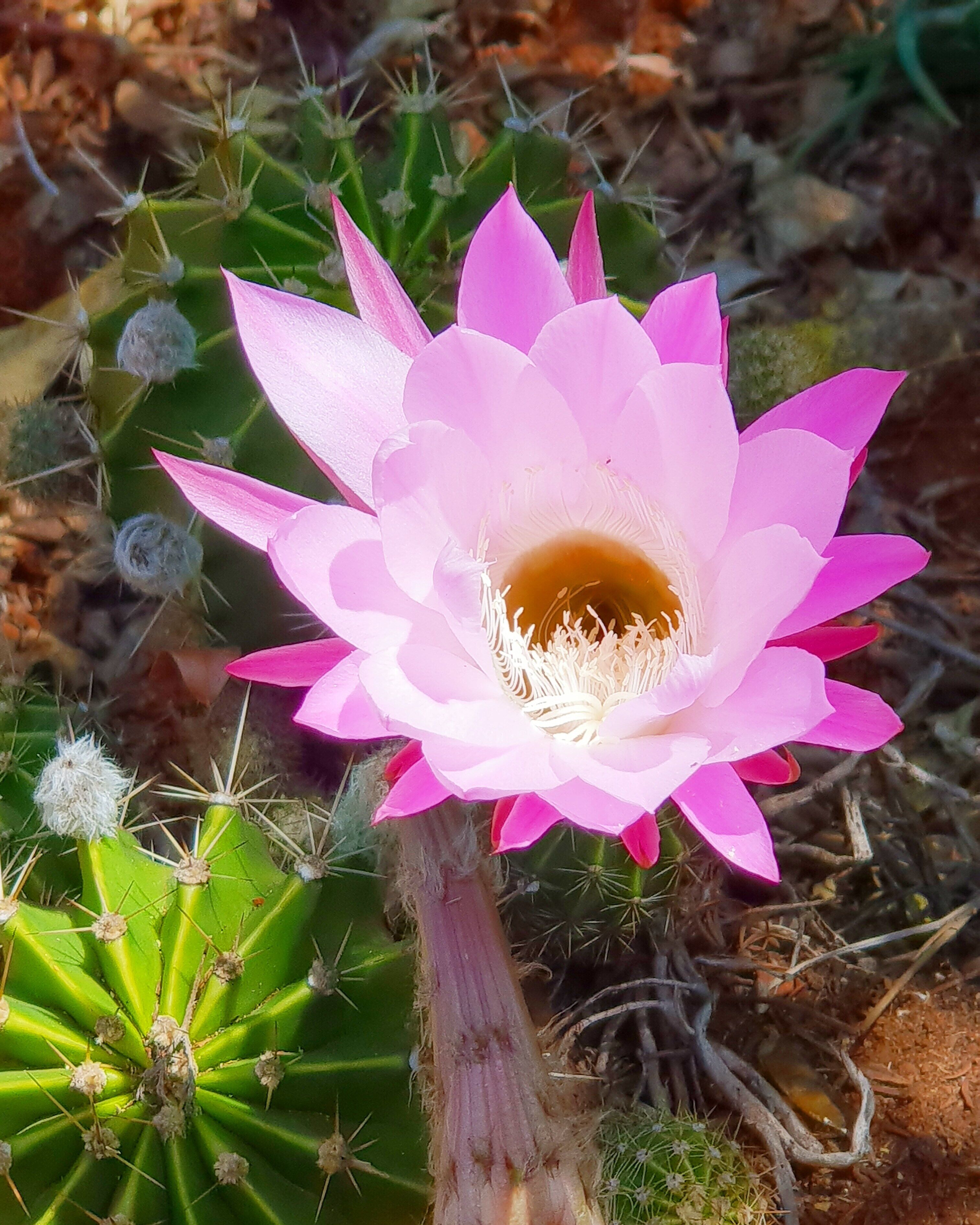 A cactus with a pink flower.