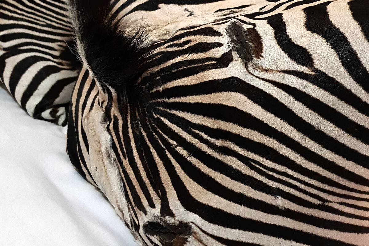 Cama com roupa de cama branca e almofada estampada com padrão de zebra.