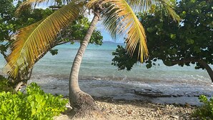 A beach with a palm tree, clear water, and a rocky shoreline.