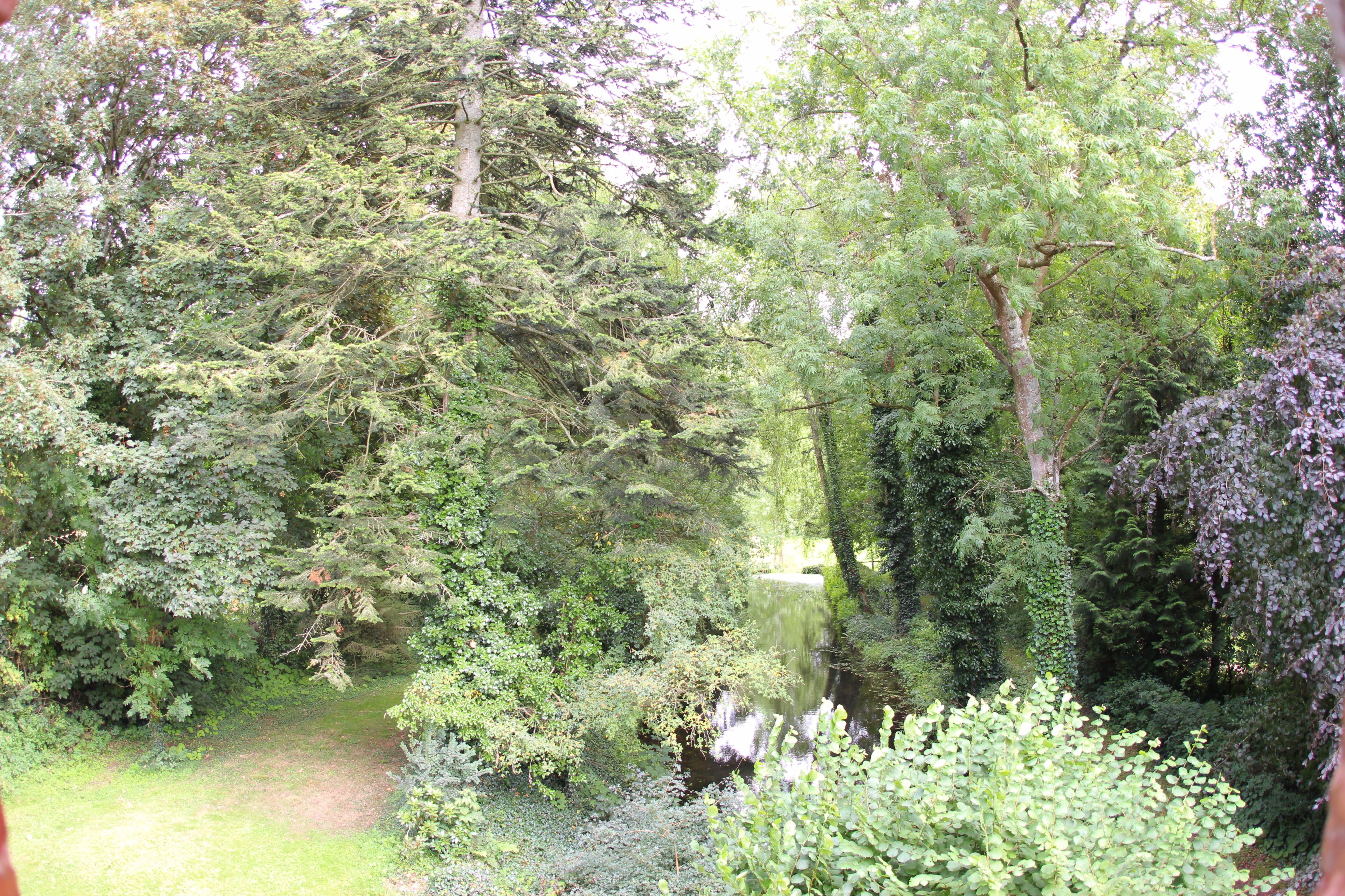 A dense forest with a variety of trees and a small stream.