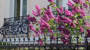 A building with arched windows and a balcony with pink flowers. - Hotel Beethoven (Frankfurt)