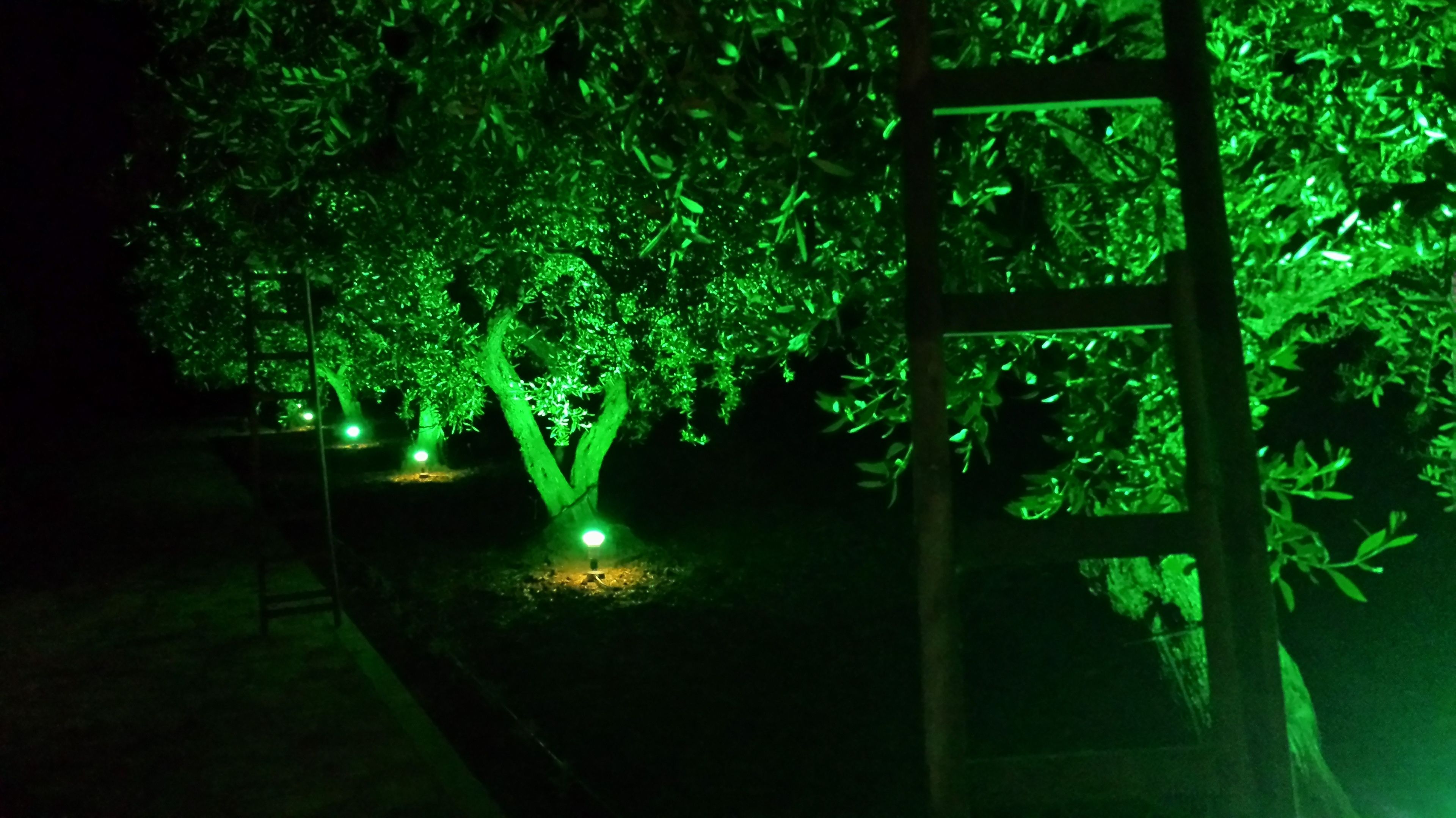 A tree illuminated with green lights, surrounded by a metal fence.