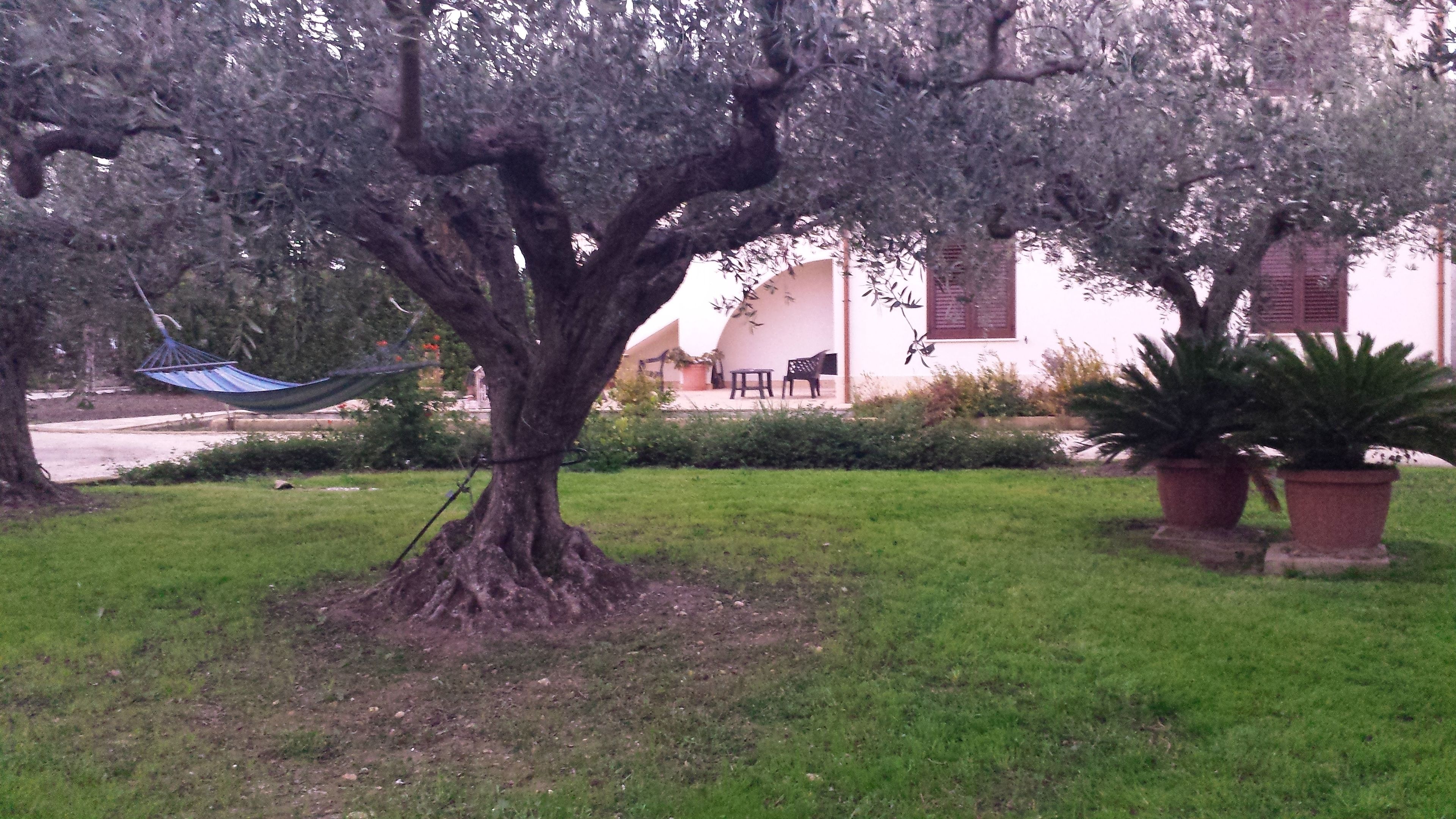 A tree with a hammock hanging from its branches, a grassy lawn, and a building with a white facade and red shutters in the background.
