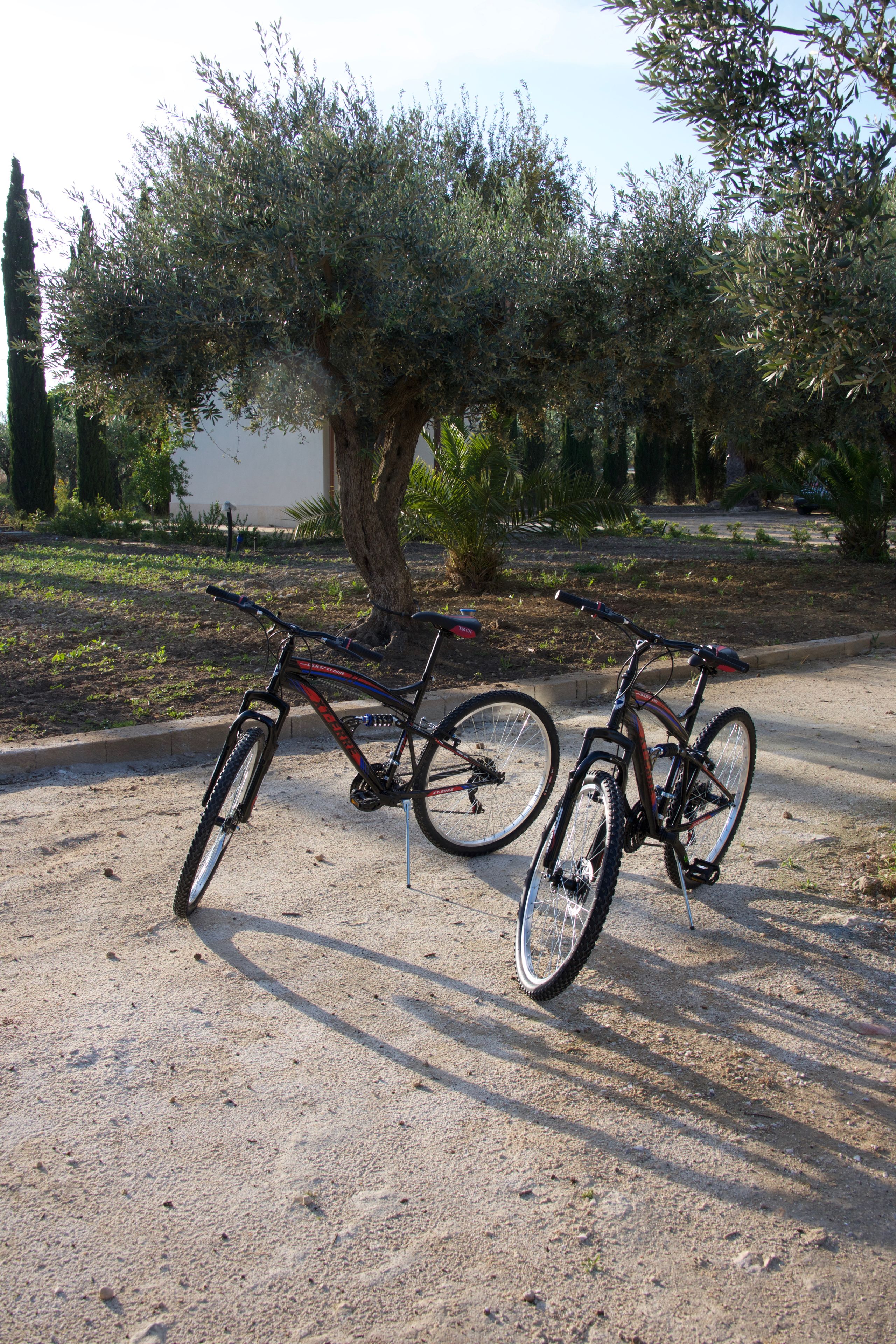 Deux vélos sont garés près d’un arbre, le long d’un chemin de terre.