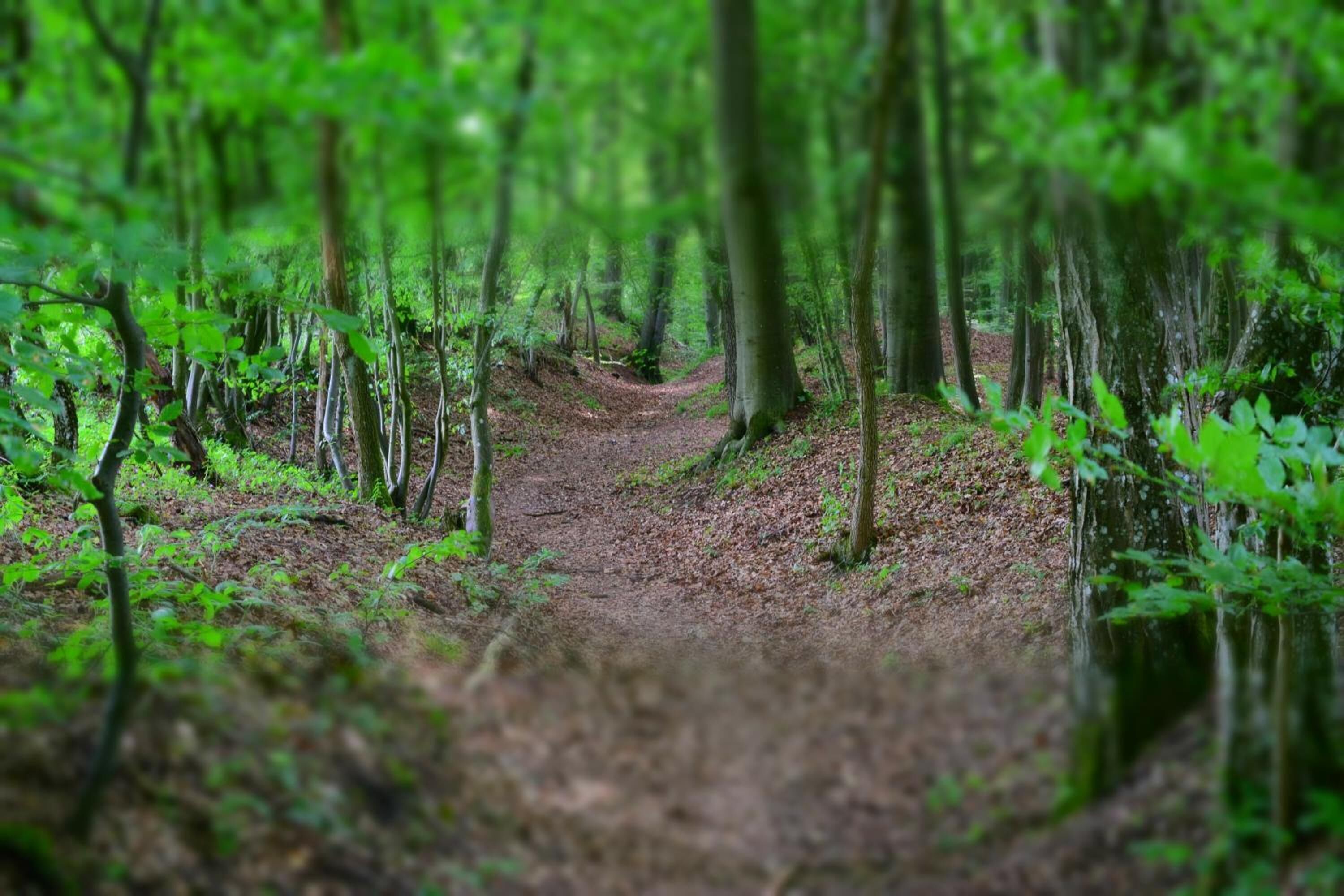 A forest path surrounded by trees.