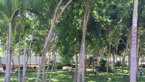 Property grounds - Casa Anona (Cancun)