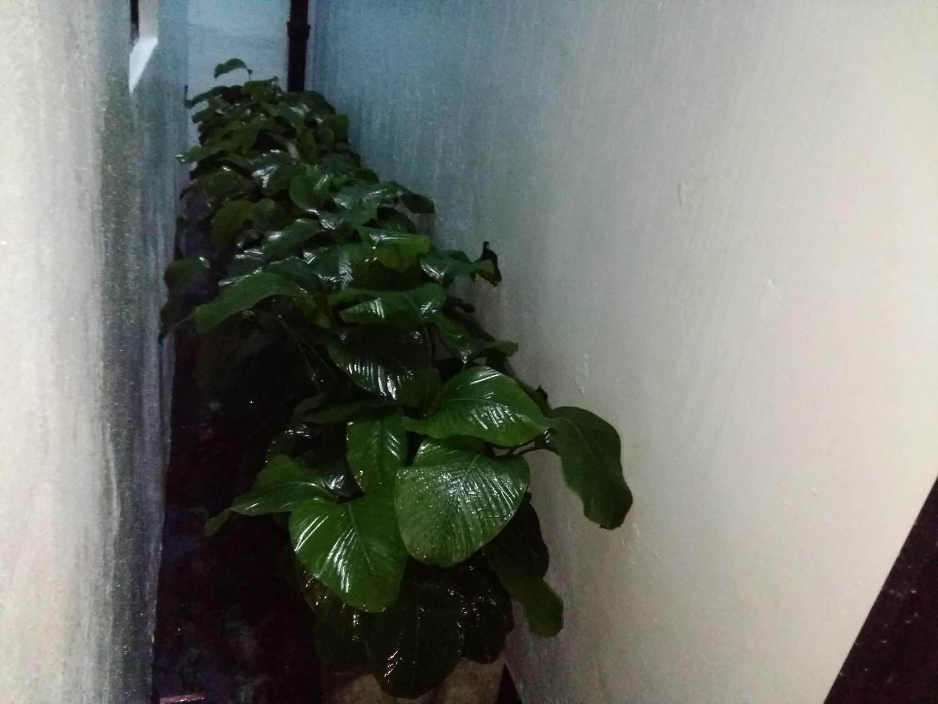 A potted plant with broad green leaves against a wall.
