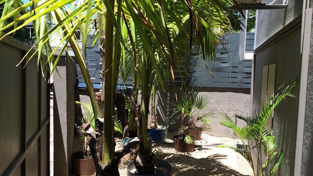 A narrow pathway lined with potted plants and palm trees, leading to a building with a concrete exterior. - Seaview Holiday Apartments (Grand-Baie)