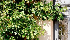 A building with a white door and a wrought iron gate. - Hôtel Lemon (Menton)