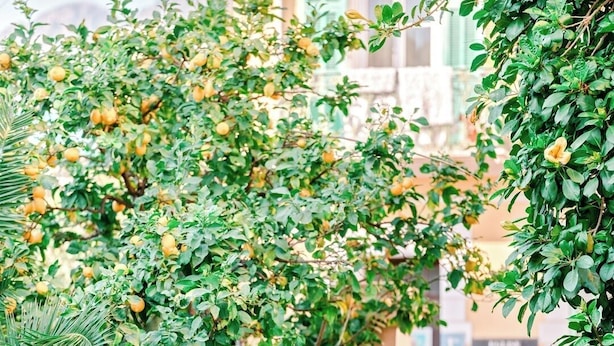 A courtyard with a lemon tree, a palm tree, and a staircase leading to a building. - Hôtel Lemon (Menton)
