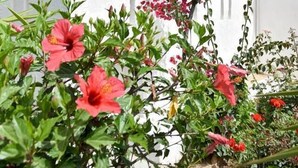 En bygning med en hvid facade, træpersienner og en balkon med lyserøde blomster.