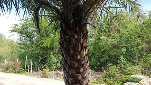 Una palmera sobre una base de madera hexagonal.