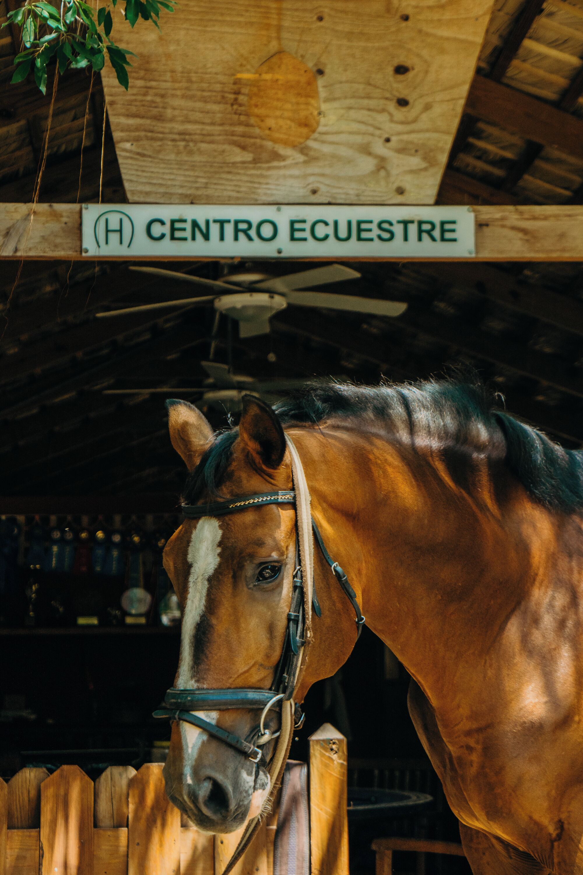 A horse in a stable with a wooden ceiling and a sign that reads "CENTRO ECUESTRE".