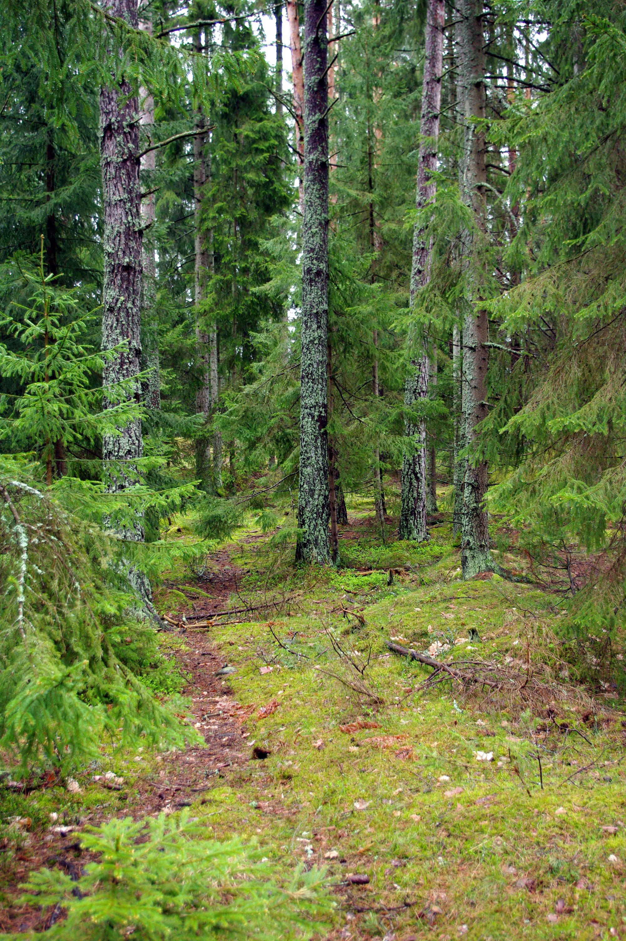 A forested area with a dirt path.