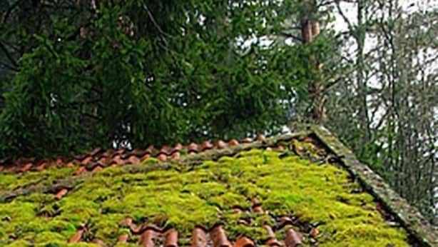 A roof covered with green moss, surrounded by stone walls and lush greenery.