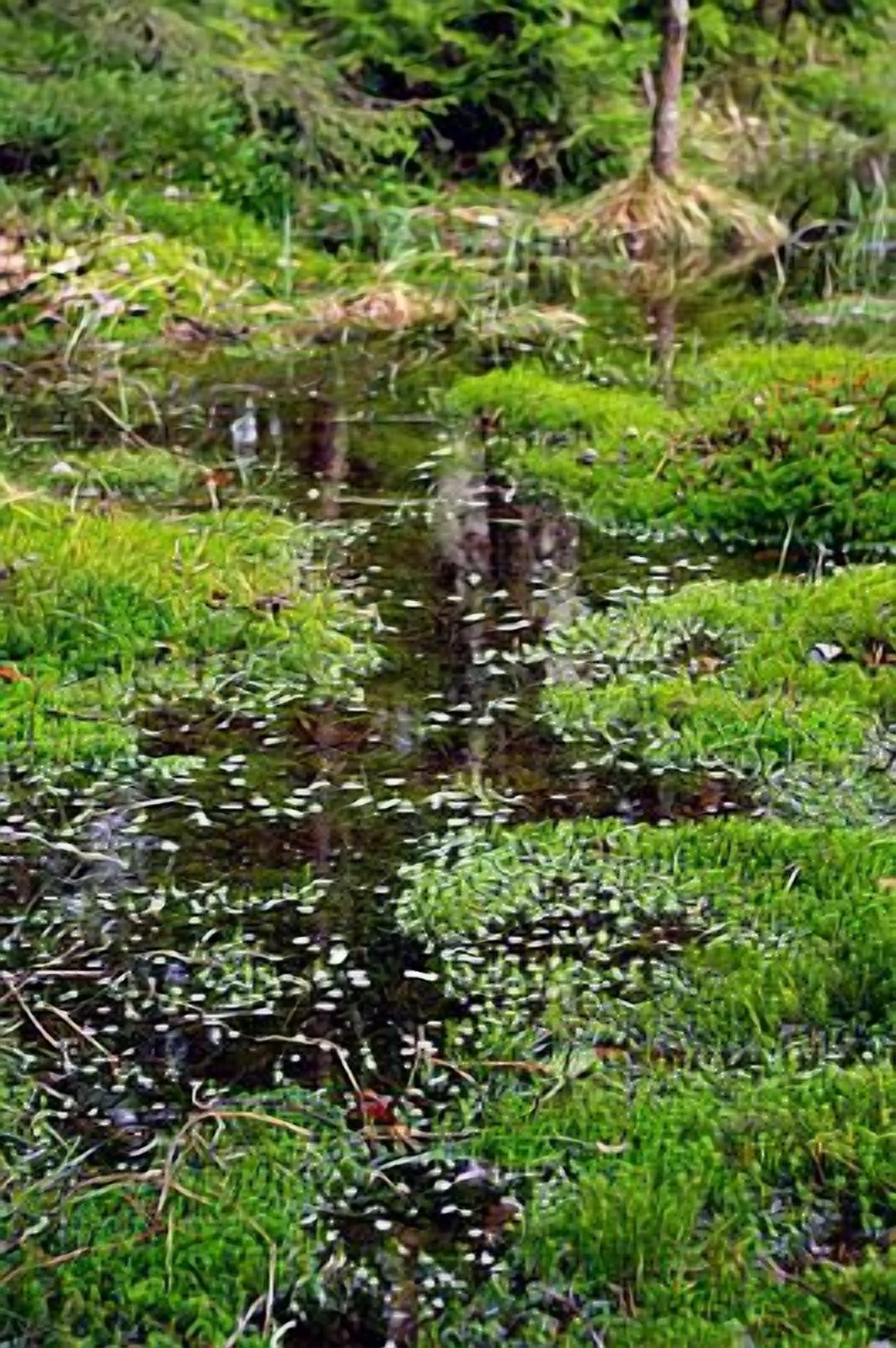 A natural landscape with a body of water surrounded by green vegetation.