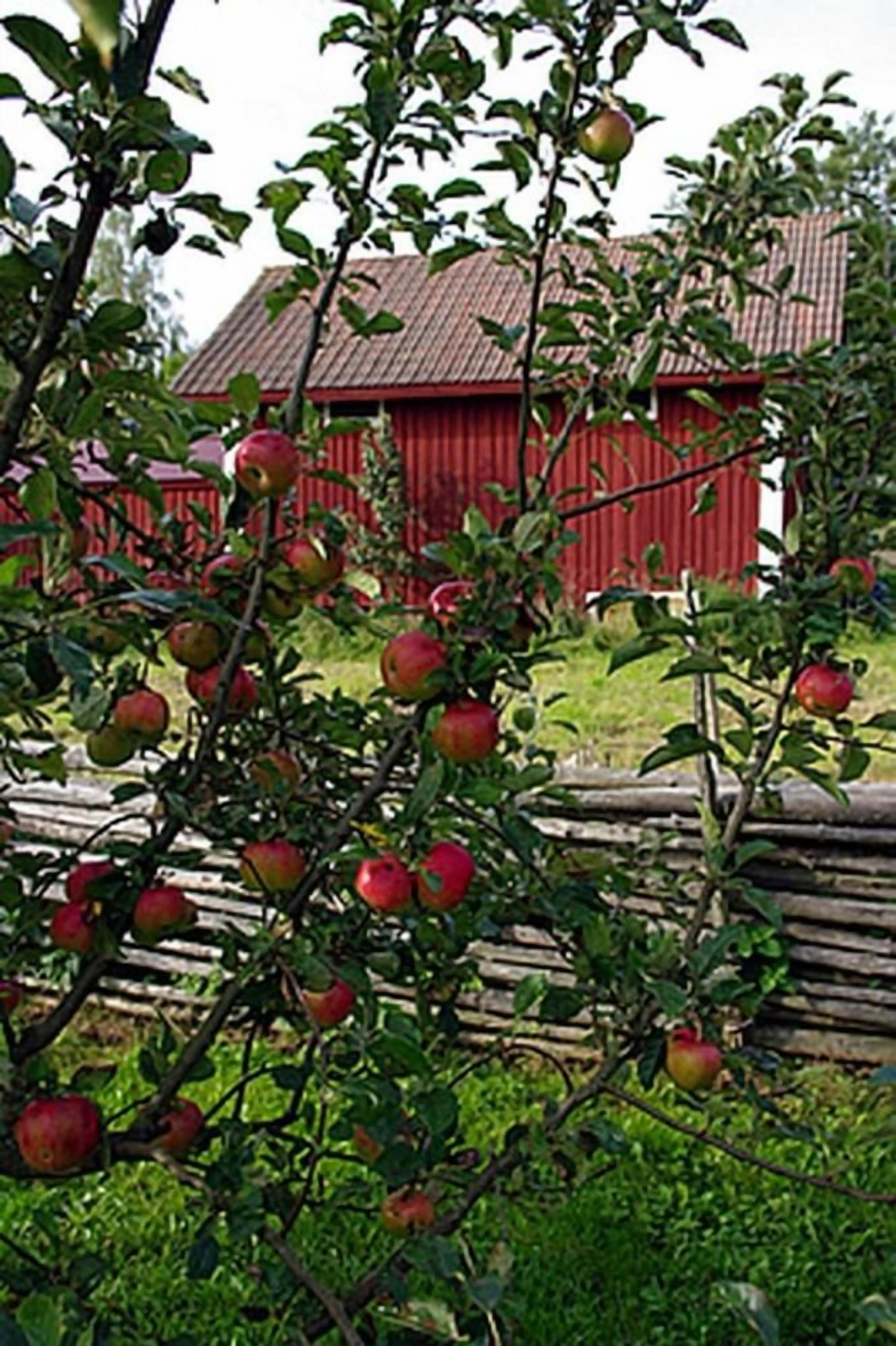 A tree with apples in front of a red barn.