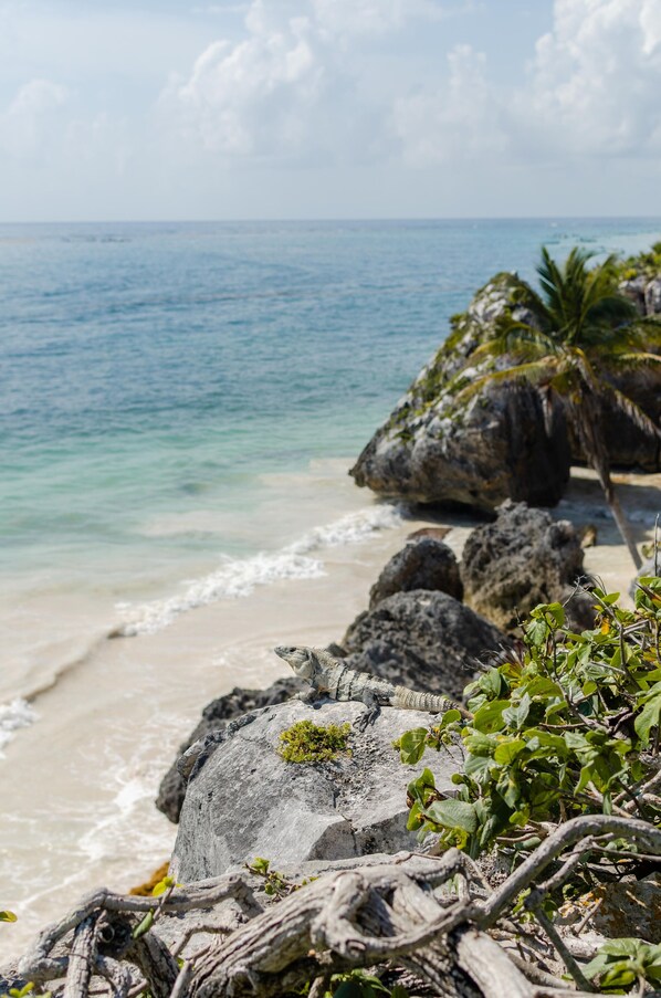 Une plage avec une eau turquoise et limpide, des affleurements rocheux et un palmier.