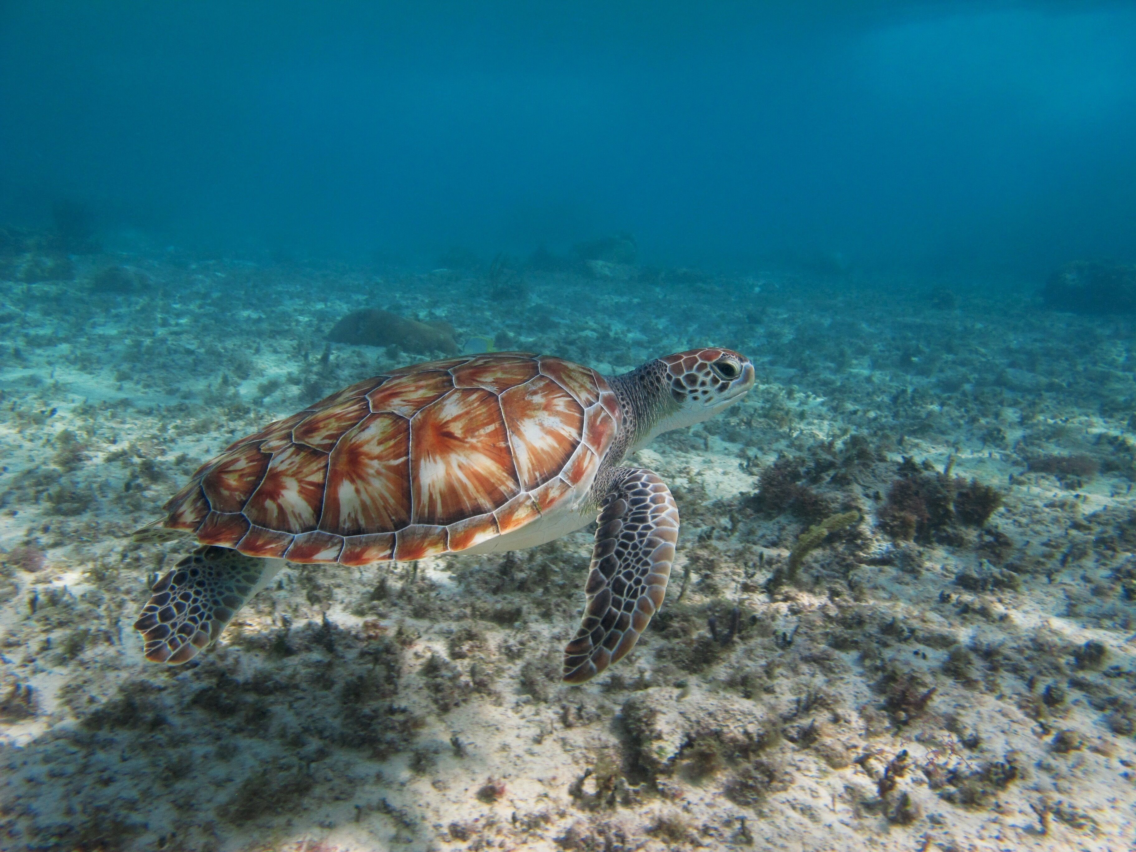 Foto - Encantada Tulum