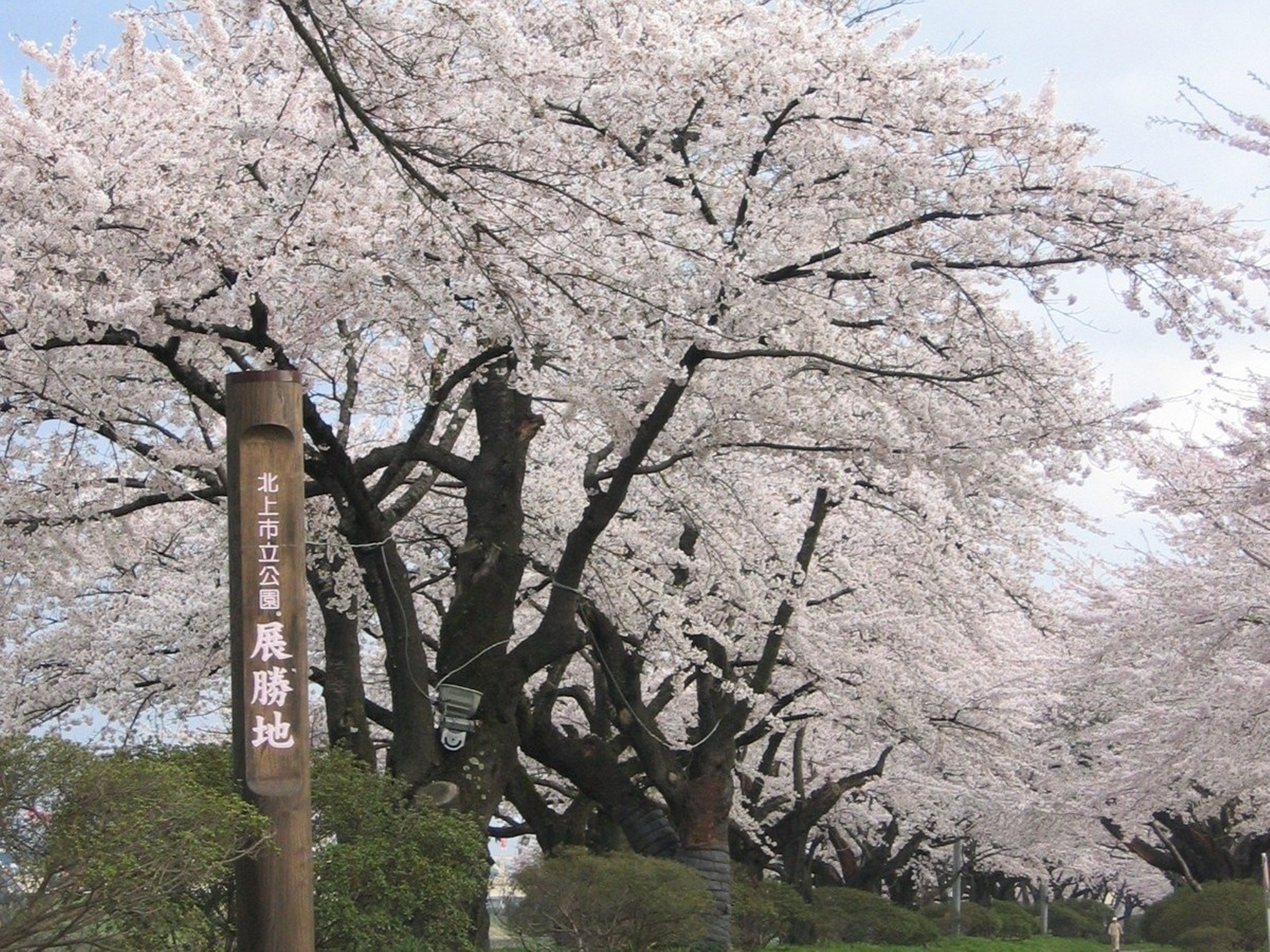 A cherry blossom tree with a sign in front of it.