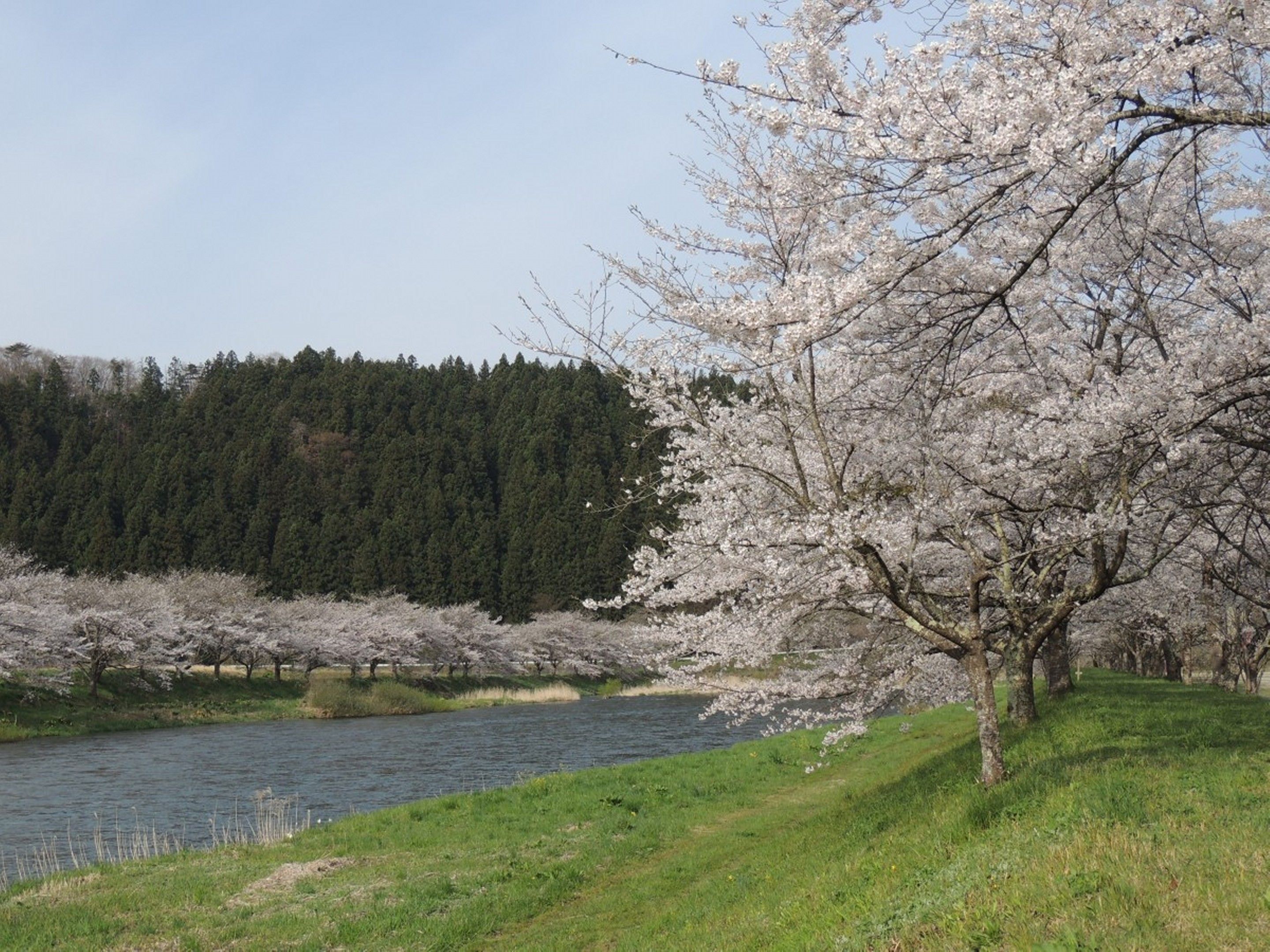 Un paisaje sereno junto al río con cerezos en flor y un bosque denso al fondo.
