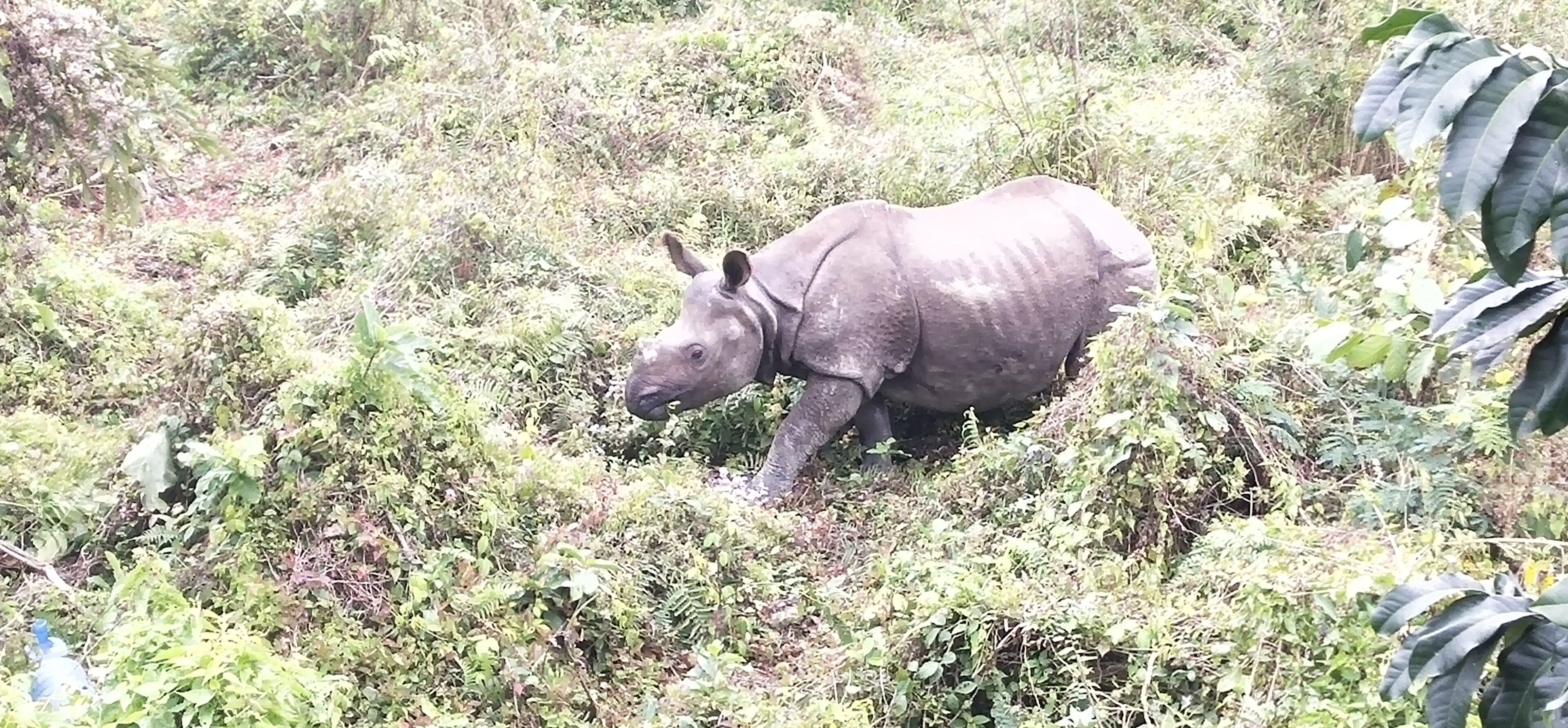 Un rhinocéros dans un environnement naturel, composé d’herbes.