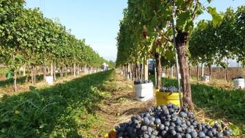 Viñedo con hileras de vides y una pila de uvas cosechadas.