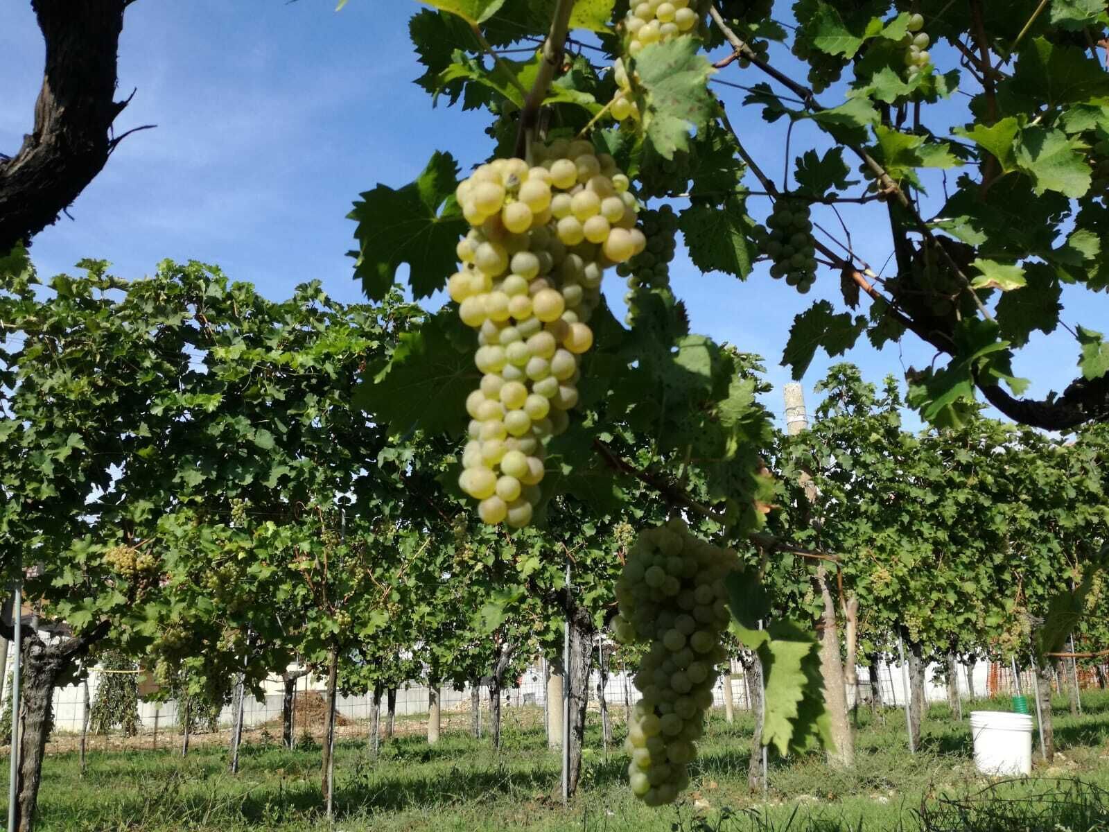 A vineyard with rows of grapevines and clusters of green grapes hanging from the vines.