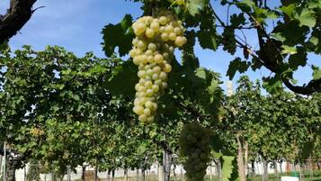 A vineyard with rows of grapevines and clusters of green grapes hanging from the vines.