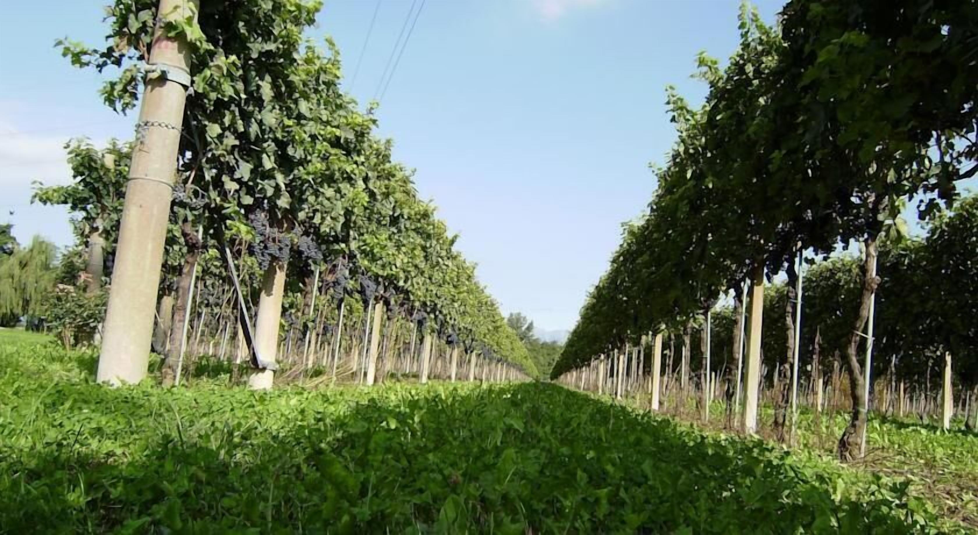 Viñedo con hileras de parras sostenidas por estacas.