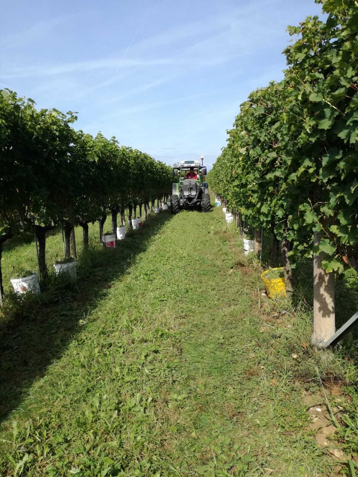 A vineyard with rows of grapevines and a tractor in the distance.