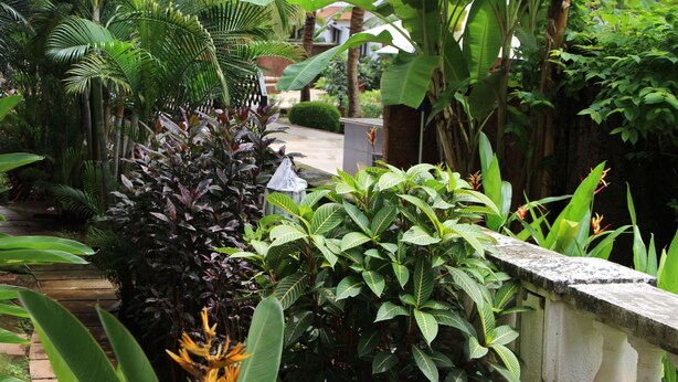 A lush garden with various tropical plants and a stone pathway. - Riviera Hermitage (Arpora)